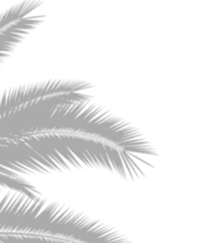 realistic-dense-palm-tree-shadow-overlay-natural-tropical-foliage-silhouette-isolated-on-transparent-white-background-with-copy-space-design-element-for-summer-spring-project-png